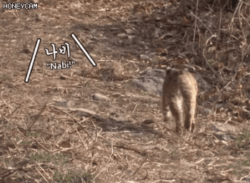 사람을 너무 좋아하는 야생 칡 | 인스티즈