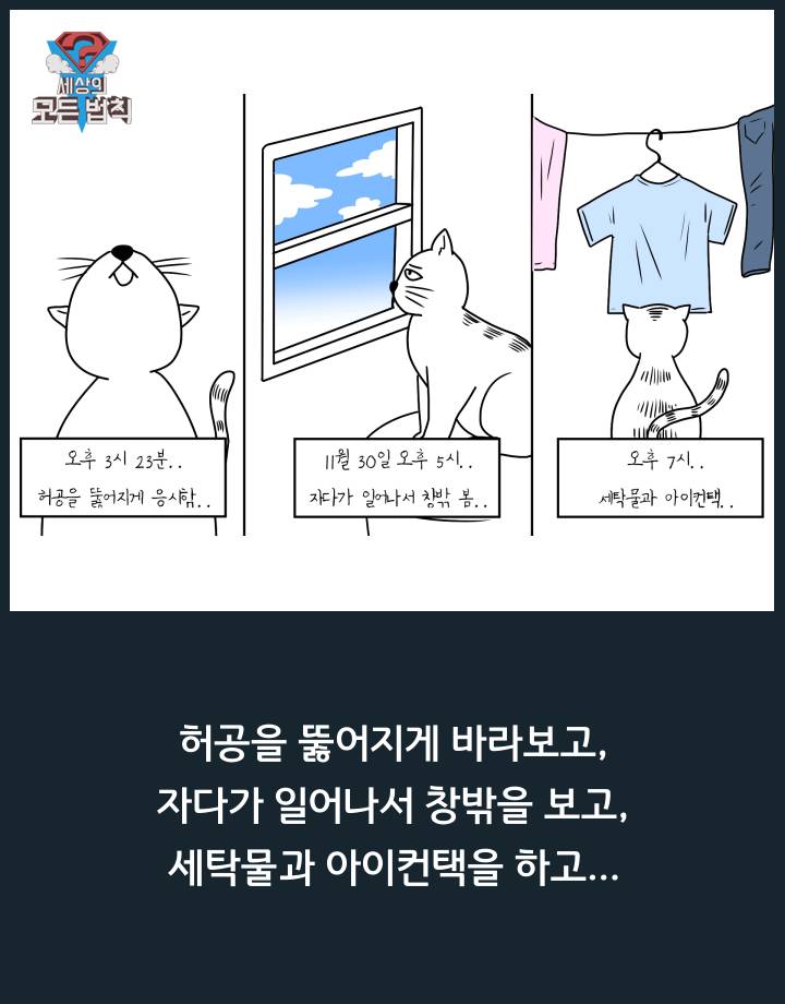 고양이는 하루종일 무슨 생각을 할까? | 인스티즈