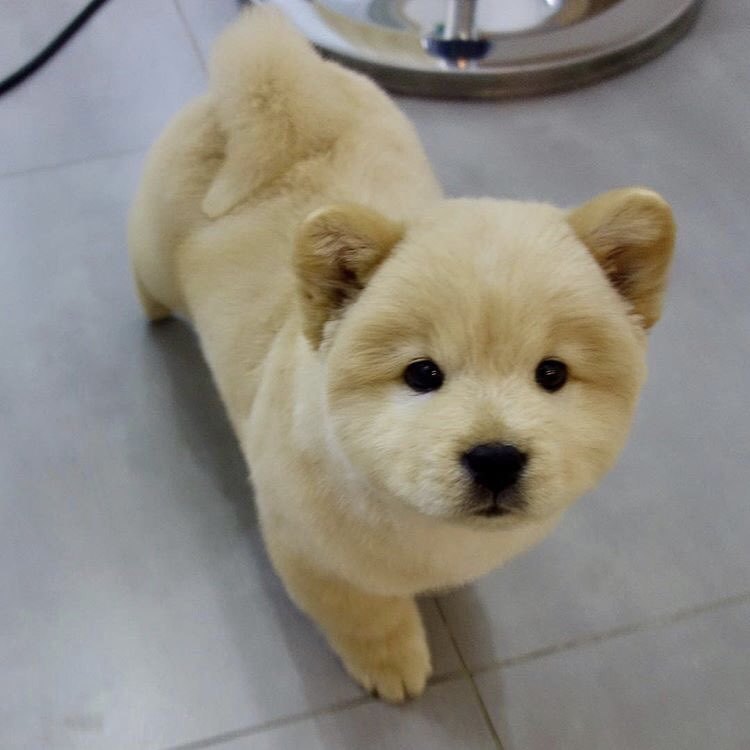 나인뮤지스 경리가 키우는 강아지 ㅠ 졸라 귀엽긔 ㅠ.jpgif | 인스티즈