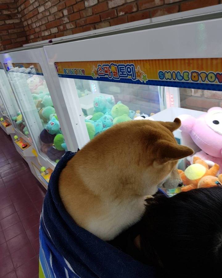 바닥 젖어있을 때 시바견이 산책하는 법.jpg | 인스티즈