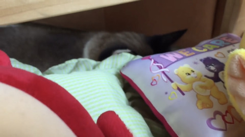 텔레토비 장난감을 소개해주고 노는 유투버(feat. 고양이) | 인스티즈