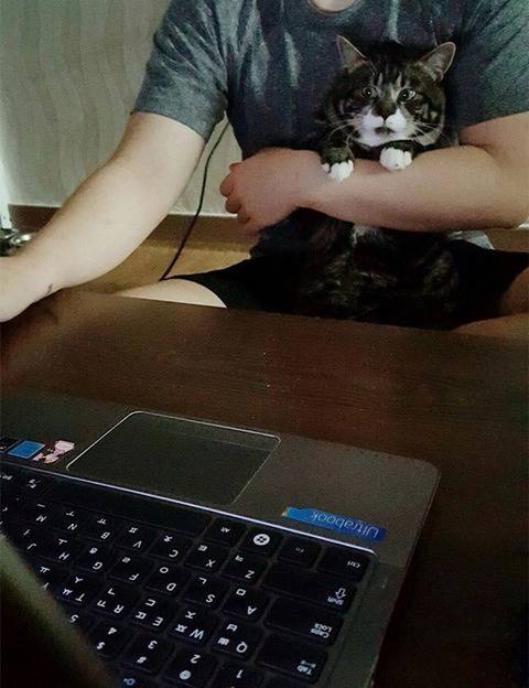 고양이에게 야동을 보여준 집사 | 인스티즈