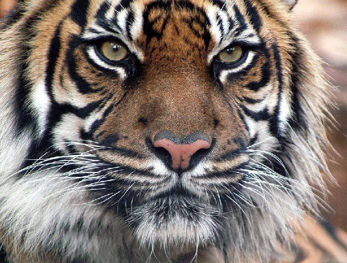 쳐다보기만해도 시름시름 앓다 죽었다는 호랑이의 안광.jpgif | 인스티즈