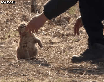 사람을 너무 좋아하는 야생 칡 | 인스티즈