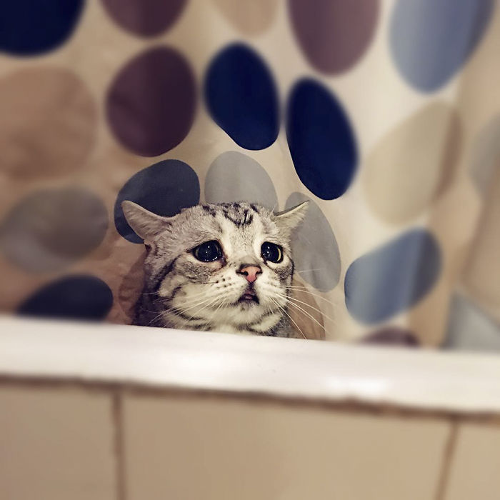 세상에서 가장 슬픈 고양이.jpg | 인스티즈