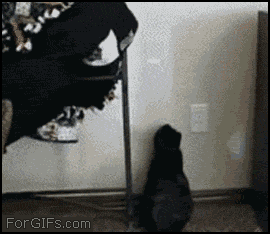 고양이 물리엔진오류 짤 모음.gif | 인스티즈