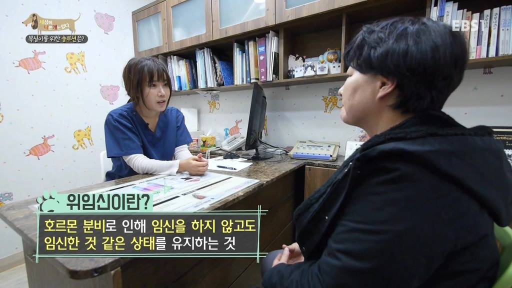 개 키울때 중성화 수술을 해줘야하는 이유 (feat.세나개) | 인스티즈