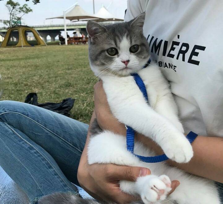 고양이 단짠단짠 모음 (귀여움 주의) | 인스티즈