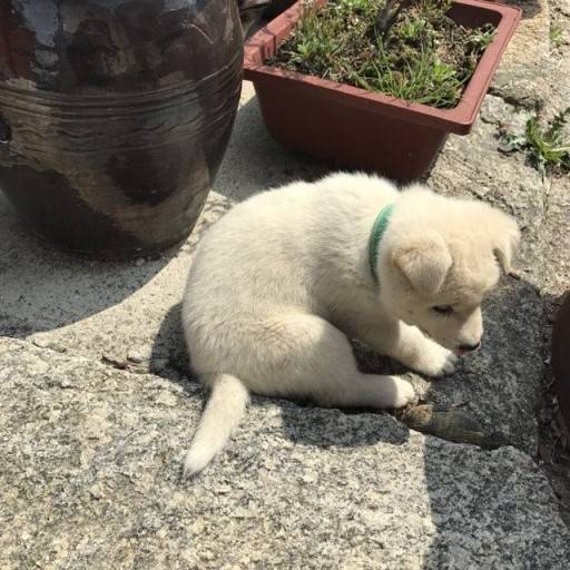 시골 강아지 특징 | 인스티즈