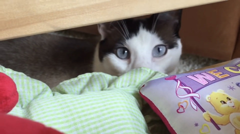 텔레토비 장난감을 소개해주고 노는 유투버(feat. 고양이) | 인스티즈