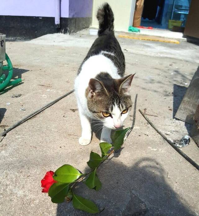 밥 챙겨주는 집사에게 꽃 꺾어다 준 로맨틱 고양이 | 인스티즈