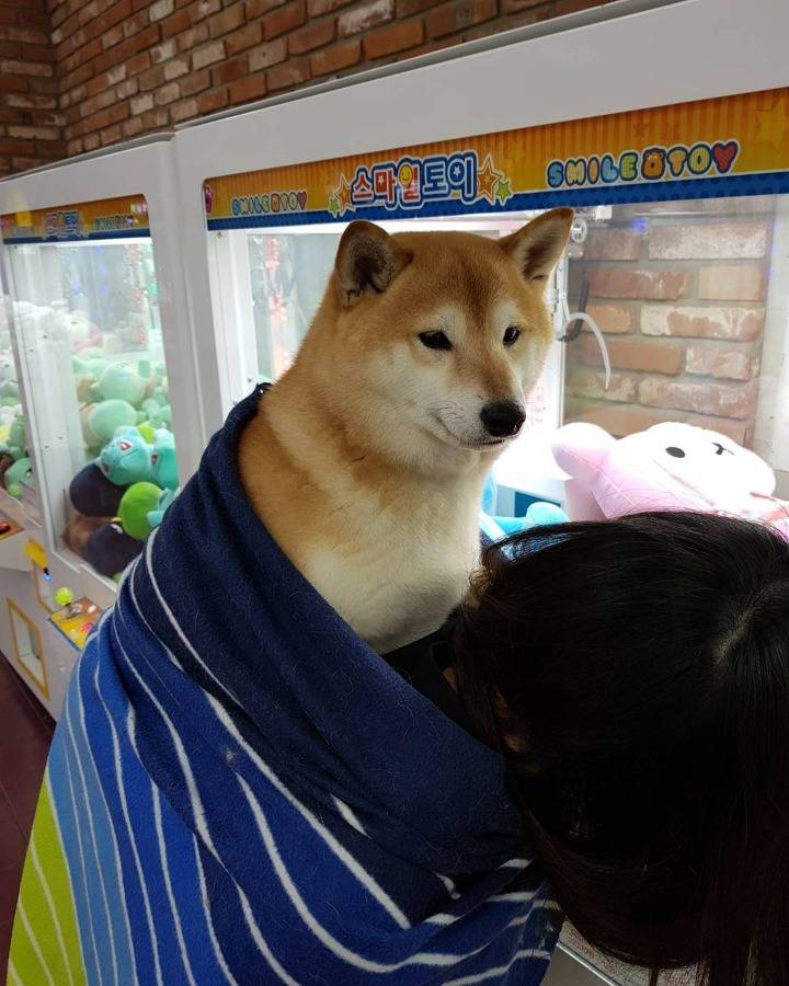 바닥 젖어있을 때 시바견이 산책하는 법.jpg | 인스티즈