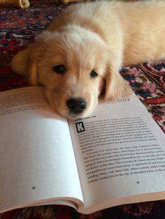 강아지가 나만 바라보는 이유 .jpg | 인스티즈