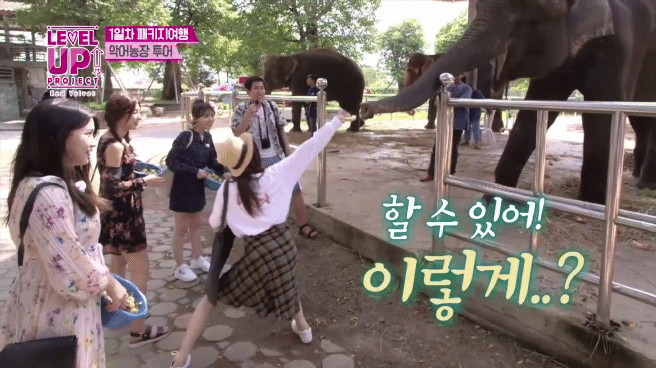 코끼리에게 먹이 주는 레드벨벳 배쫄보.gif | 인스티즈