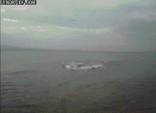 갓하마.gif | 인스티즈