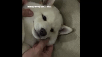 시바견 볼모찌 | 인스티즈