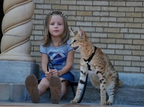 한국에서 인기가 많은 고양이들 | 인스티즈