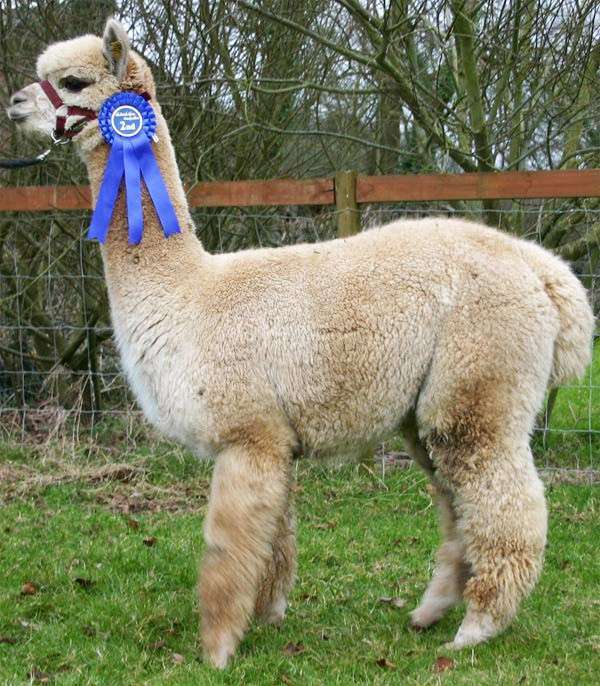 은근 헷갈리는 비슷비슷한 동물들 구별하는 법! | 인스티즈