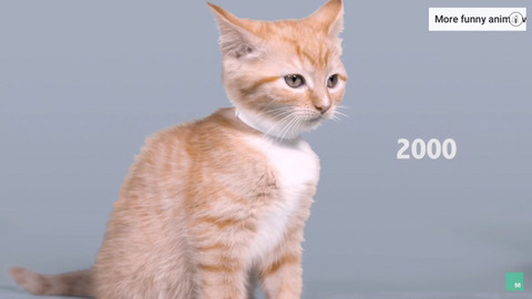 100년동안의 고양이의 미모변화 | 인스티즈