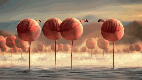 세상에 동물들이 통통하다면[환공포증주의] | 인스티즈