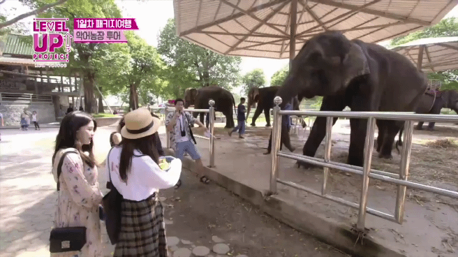 코끼리에게 먹이 주는 레드벨벳 배쫄보.gif | 인스티즈