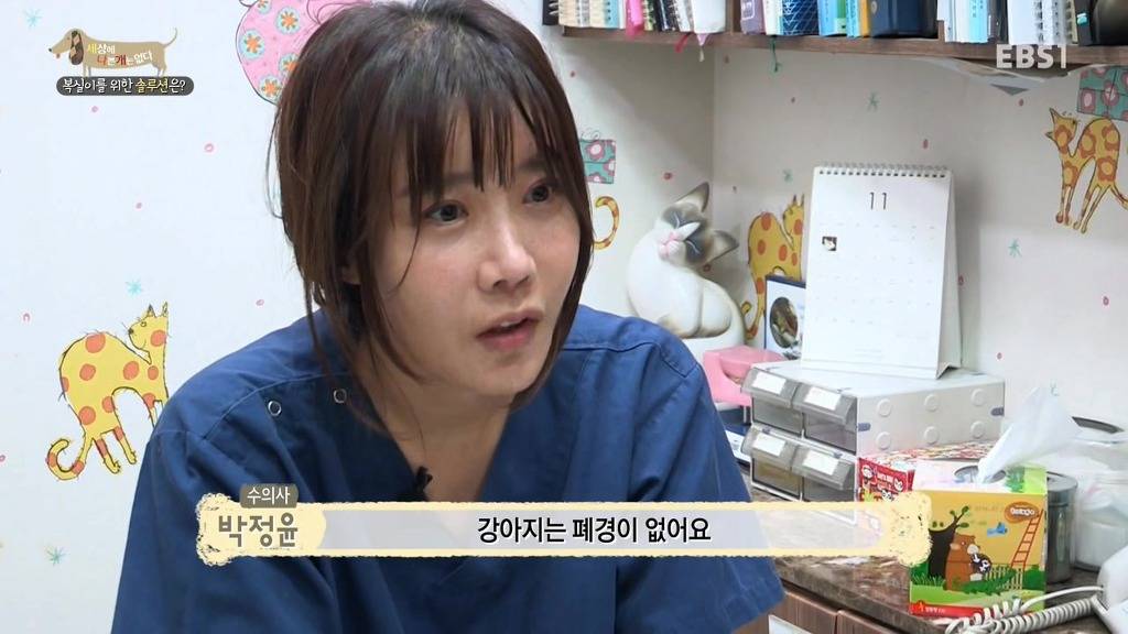 개 키울때 중성화 수술을 해줘야하는 이유 (feat.세나개) | 인스티즈