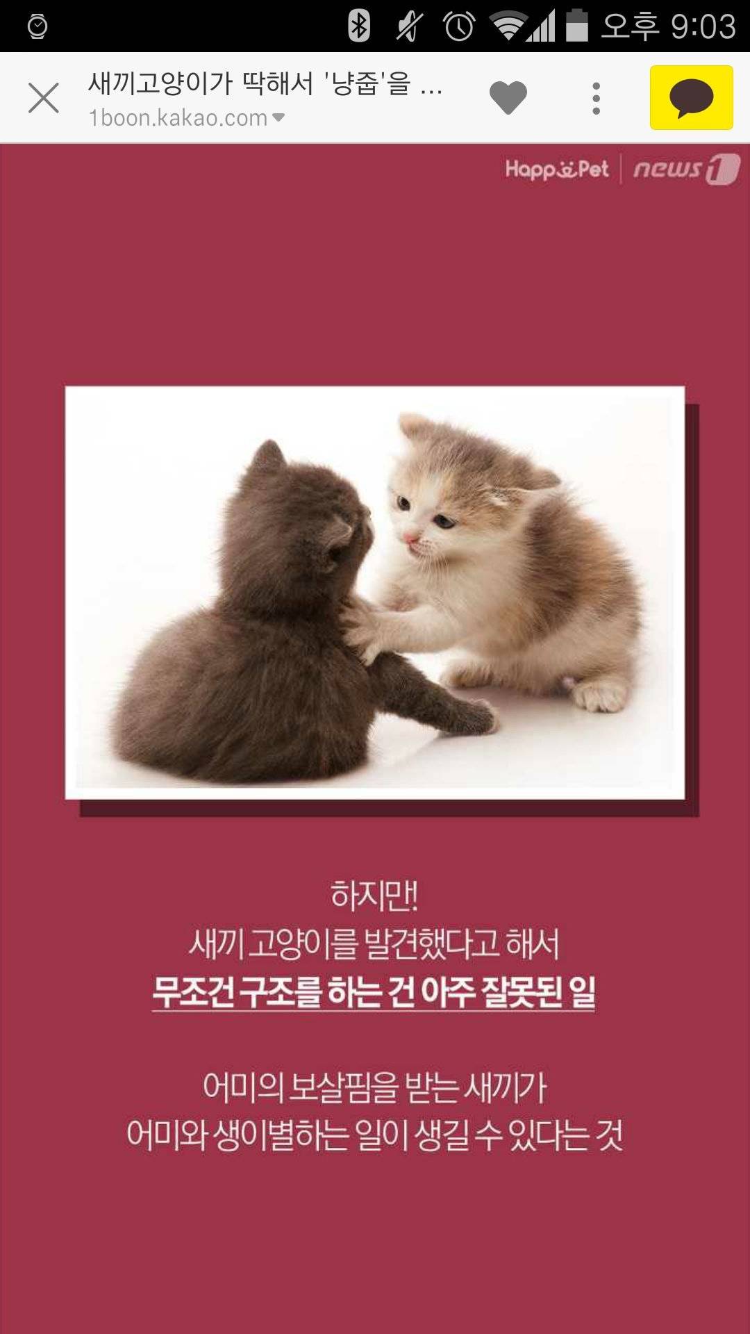 새끼 길고양이 데려올때 꿀팁.jpg | 인스티즈