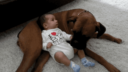 작정하고 귀엽고 사랑스러운 아기와 강아지 모음(심장녹아내림주의) | 인스티즈