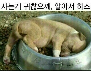 시골 강아지 특징 | 인스티즈