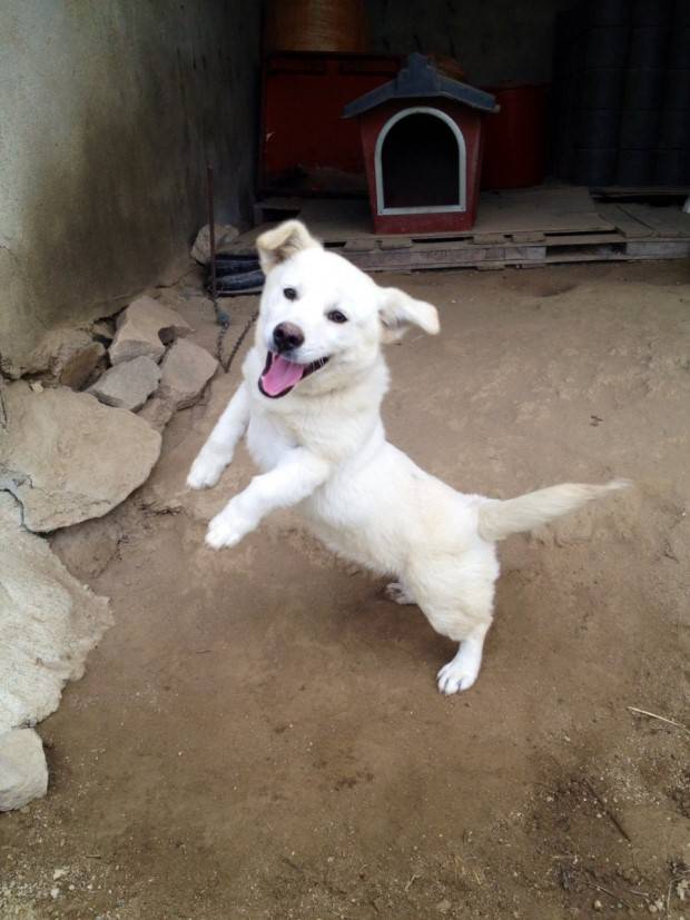 시골 강아지 특징 | 인스티즈