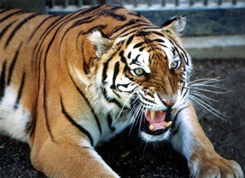 쳐다보기만해도 시름시름 앓다 죽었다는 호랑이의 안광.jpgif | 인스티즈