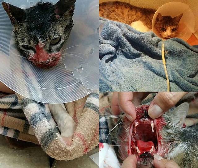 길고양이를 발로 차버리는 남자들 .gif (주의) | 인스티즈