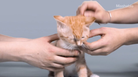 100년동안의 고양이의 미모변화 | 인스티즈