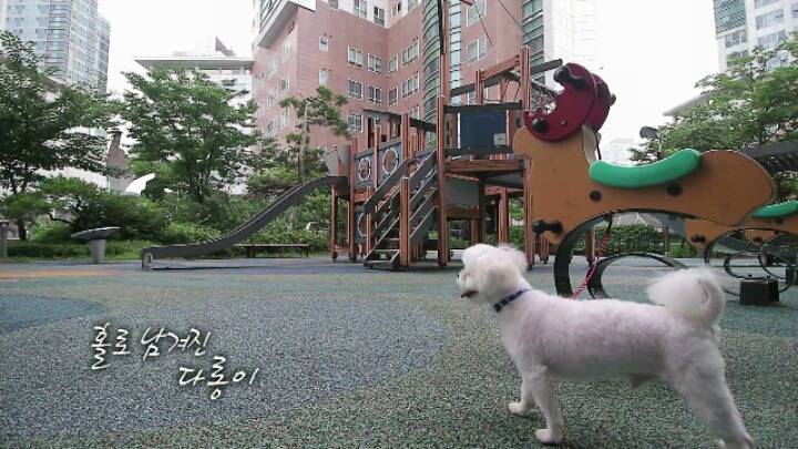 댕댕이 한테 미안해서 미끄럼틀 타러 못가는 대박이 ㅋㅋㅋJPG | 인스티즈