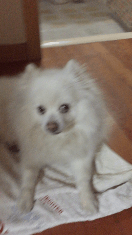 주인 무시하는데 일가견이 있는 댕댕이 | 인스티즈