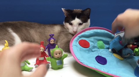 텔레토비 장난감을 소개해주고 노는 유투버(feat. 고양이) | 인스티즈