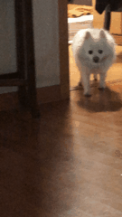 주인 무시하는데 일가견이 있는 댕댕이 | 인스티즈