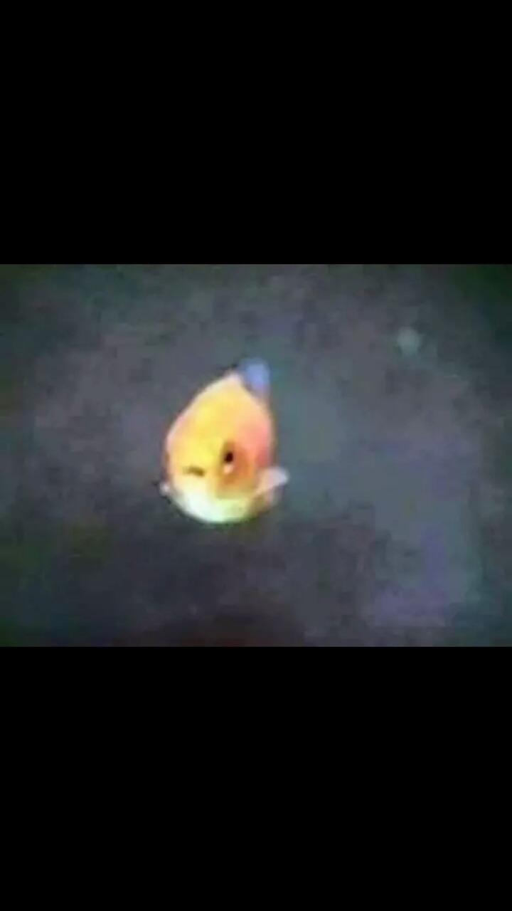 둥근 어항 속 물고기가 빨리 죽는 이유 | 인스티즈