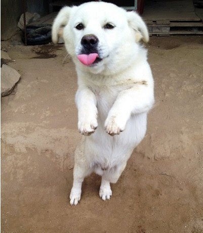 시골 강아지 특징 | 인스티즈