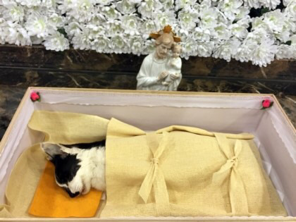 다음웹툰 뽀짜툰 짜구가 하늘나라로 떠났습니다 | 인스티즈