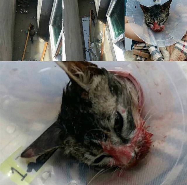 길고양이를 발로 차버리는 남자들 .gif (주의) | 인스티즈