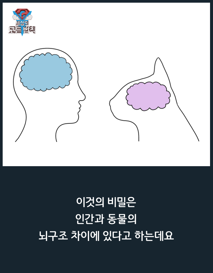 고양이는 하루종일 무슨 생각을 할까? | 인스티즈