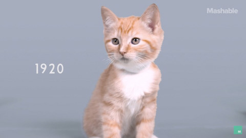 100년동안의 고양이의 미모변화 | 인스티즈