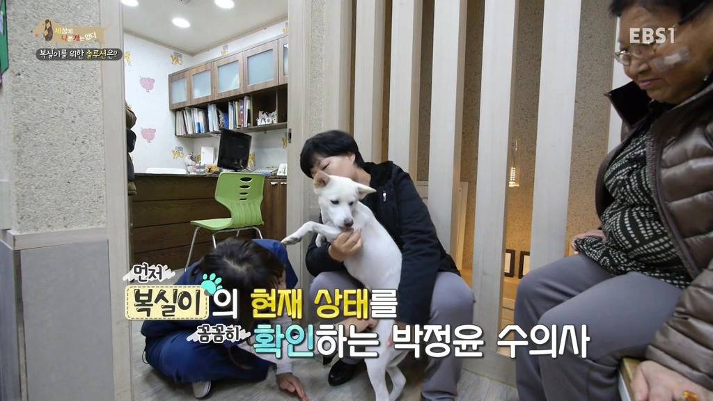 개 키울때 중성화 수술을 해줘야하는 이유 (feat.세나개) | 인스티즈