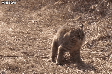 사람을 너무 좋아하는 야생 칡 | 인스티즈
