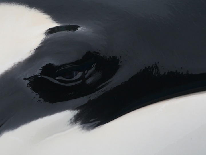 범고래가 얼마나 똑똑한 애들인지 알려주는 사건.gif | 인스티즈