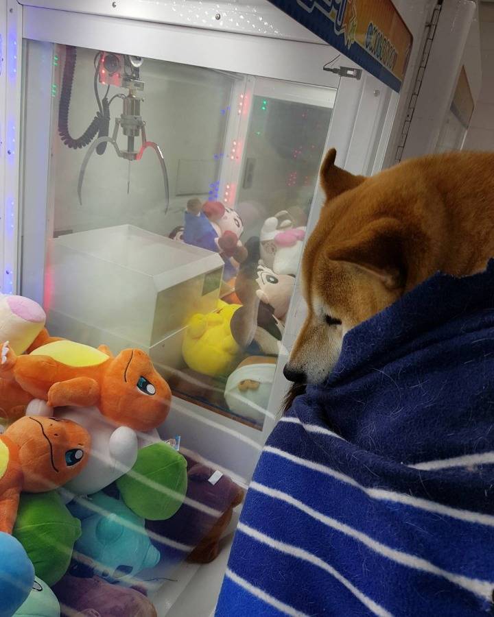 바닥 젖어있을 때 시바견이 산책하는 법.jpg | 인스티즈