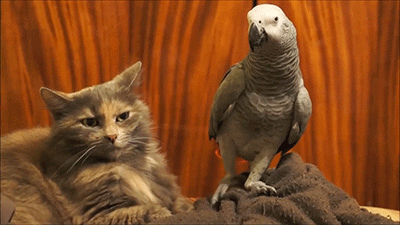 남돌에게 여자형제가 있는지 확인하는 방법.gif | 인스티즈