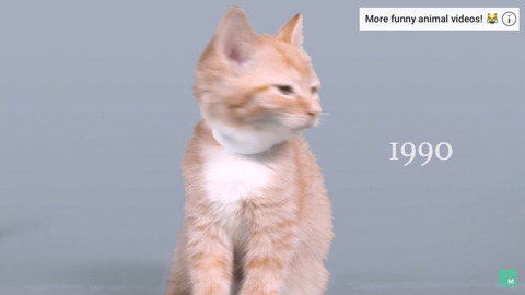 100년동안의 고양이의 미모변화 | 인스티즈