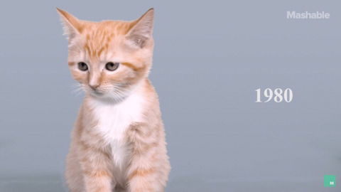 100년동안의 고양이의 미모변화 | 인스티즈